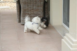 Murphy - Havanese, Euro Puppy review from United Arab Emirates