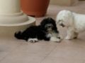 Murphy - Havaneser, Euro Puppy review from United Arab Emirates