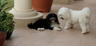 Murphy - Havanese, Euro Puppy review from United Arab Emirates