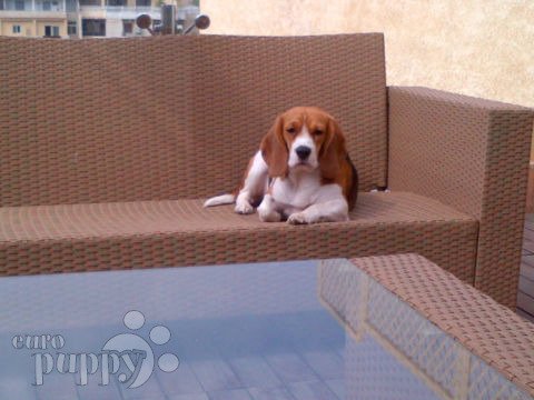 Harmony - Beagle, Euro Puppy Referenzen aus Egypt