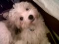 Cuddles - Havanese, Euro Puppy review from United Arab Emirates