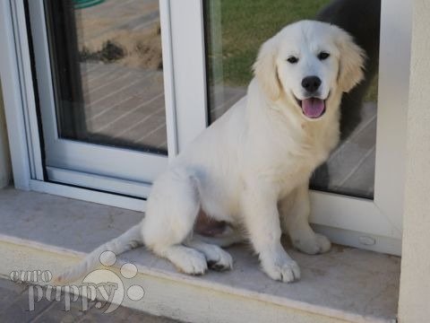 Milo - Golden Retriever, Euro Puppy Referenzen aus United Arab Emirates