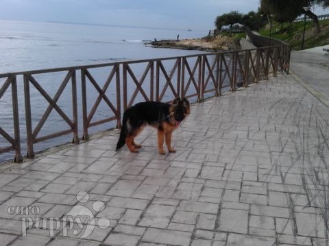 Brancos - Deutscher Schäferhund, Euro Puppy review from Cyprus