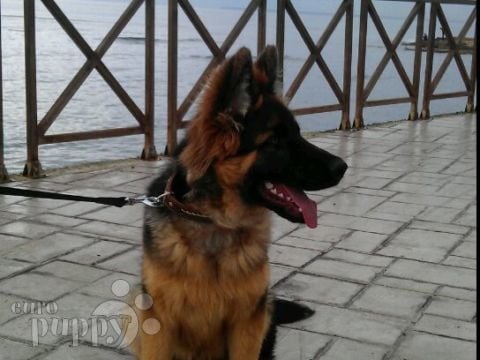 Brancos - Pastor Alemán, Euro Puppy review from Cyprus