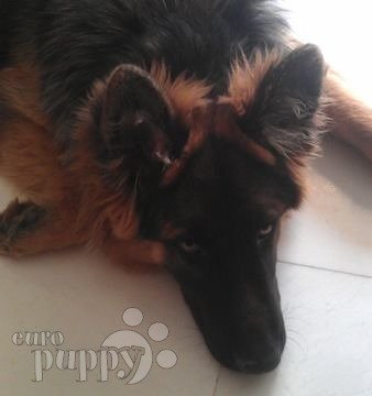 Brancos - German Shepherd Dog, Euro Puppy review from Cyprus
