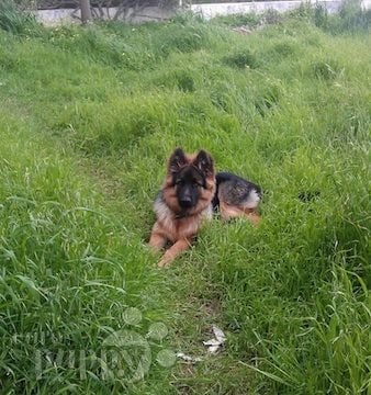 Brancos - German Shepherd Dog, Euro Puppy review from Cyprus