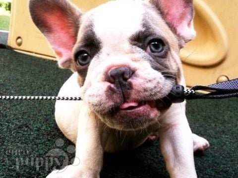 Milo - Französische Bulldogge, Euro Puppy Referenzen aus United States