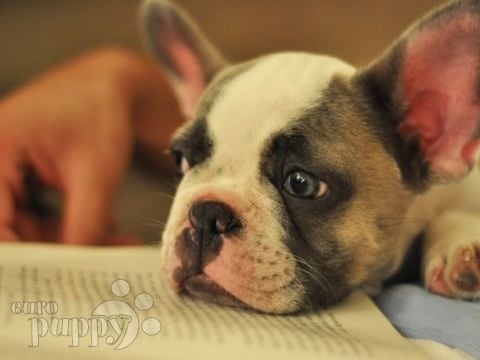 Milo - Französische Bulldogge, Euro Puppy review from United States