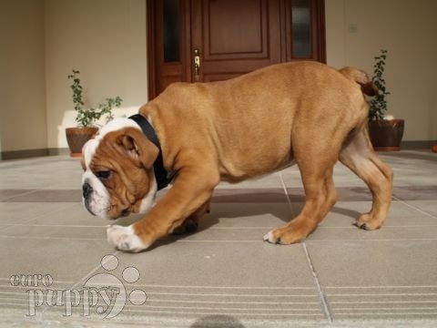 Vinnie - Mini Bulldog Inglés, Referencias de Euro Puppy desde Bahrain