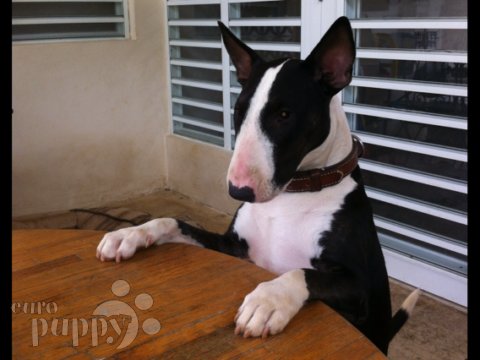 Reina - Bull Terrier, Euro Puppy review from Puerto Rico
