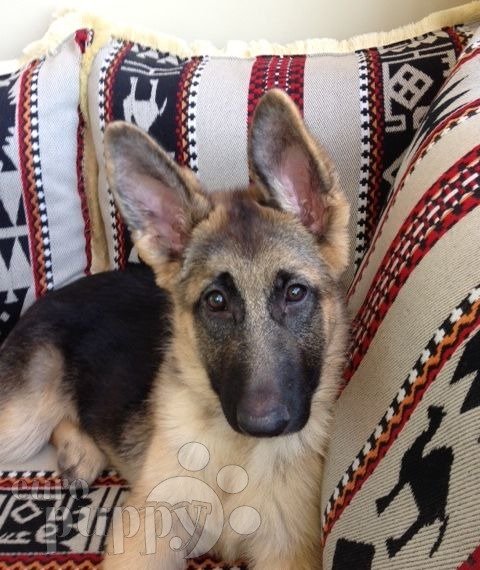 Abby - German Shepherd Dog, Euro Puppy review from Qatar