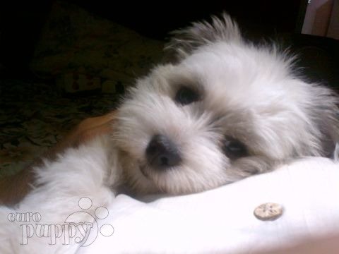 Mojito - Havanese, Euro Puppy review from Qatar