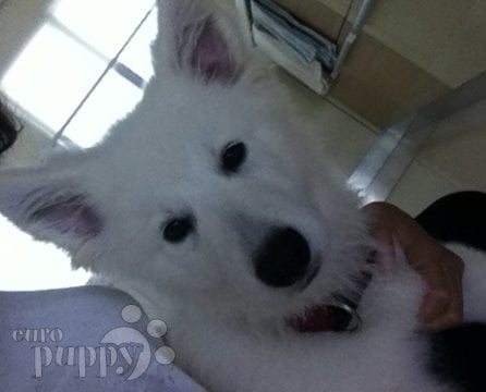 Wild Thing - Berger Blanc Suisse, Euro Puppy review from Bahrain