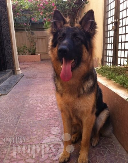 Cyrus - Pastor Alemán, Euro Puppy review from Saudi Arabia