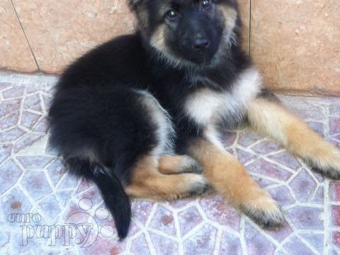 Cyrus - Deutscher Schäferhund, Euro Puppy Referenzen aus Saudi Arabia