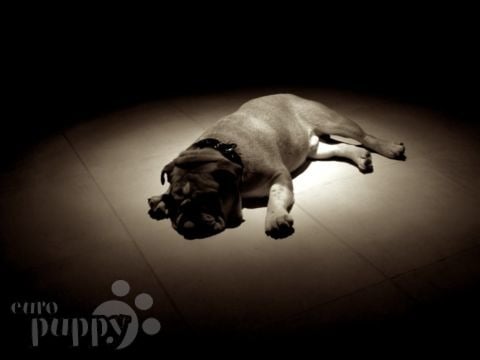 Biggie - Bulldog Inglés, Euro Puppy review from Qatar