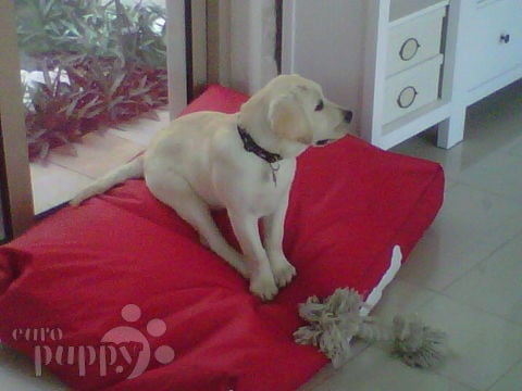 Ice - Labrador Retriever, Euro Puppy review from United Arab Emirates