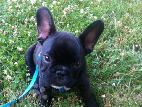 I C Gibs - French Bulldog, Euro Puppy review from United States