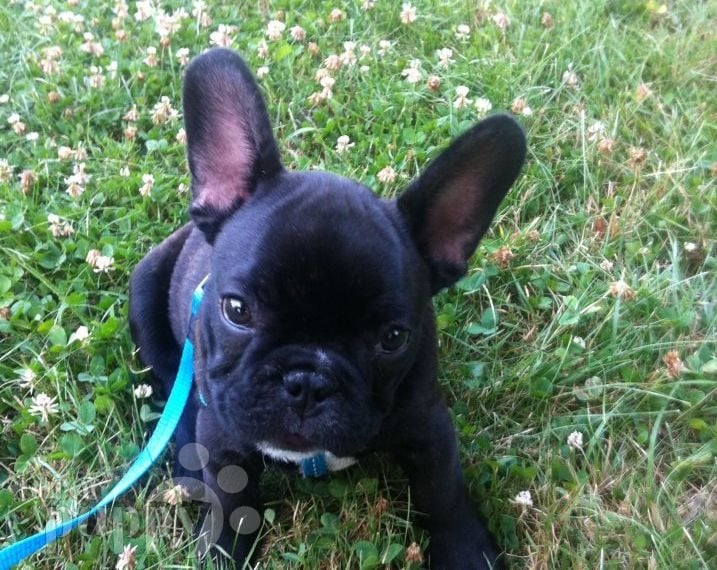 I C Gibs - French Bulldog, Euro Puppy review from United States