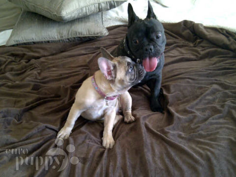 Ruby - French Bulldog, Euro Puppy review from South Africa