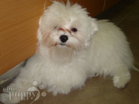 Bam - Maltese, Euro Puppy review from United Arab Emirates