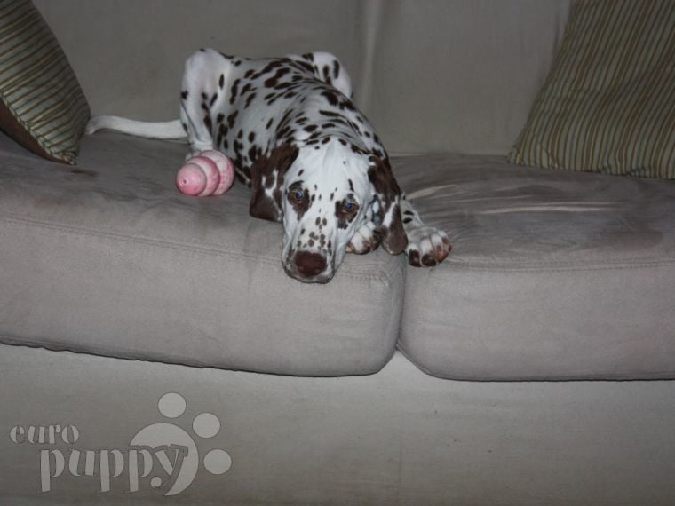 Miss Daisy Mae - Dalmatian, Euro Puppy review from Italy