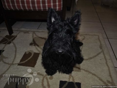 Rocco - Terrier Escocés, Euro Puppy review from South Africa