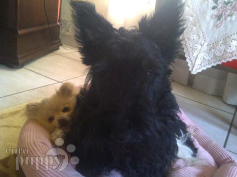 Rocco - Scottish Terrier, Euro Puppy review from South Africa