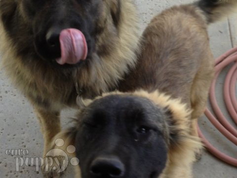 Raisa - Kaukasischer Owtscharka, Euro Puppy Referenzen aus United States