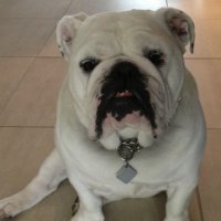 Lalta - English Bulldog, Euro Puppy review from Canada