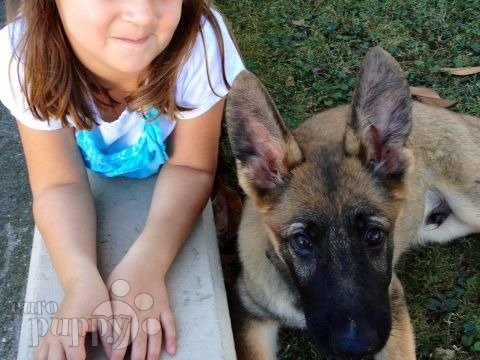 Charlie - German Shepherd Dog, Euro Puppy review from Italy
