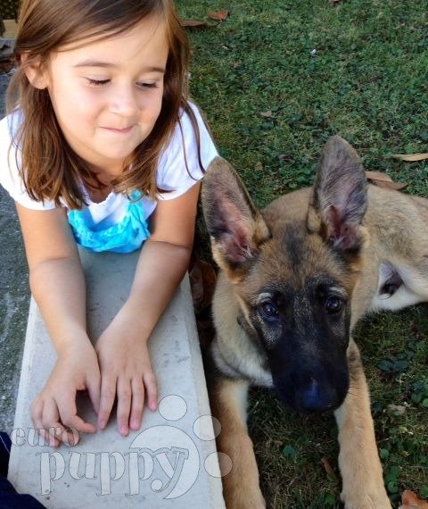 Charlie - German Shepherd Dog, Euro Puppy review from Italy