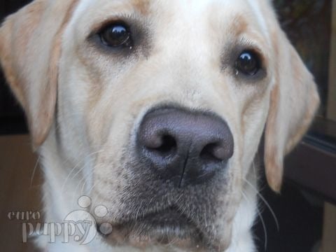 Kendra (Now Patrica) - Labrador Retriever, Euro Puppy Referenzen aus Germany