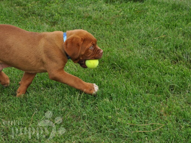 King Browser - Dogue de Bordeaux, Euro Puppy review from Italy