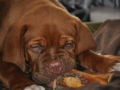 King Browser - Dogue de Bordeaux, Euro Puppy review from Italy