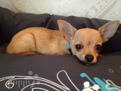 Hush Puppy - Chihuahua, Euro Puppy review from United Arab Emirates