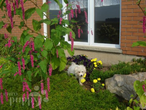 Chanelle - Coton de Tulear, Euro Puppy review from Canada