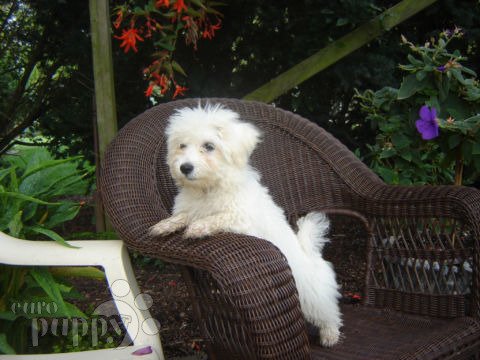 Chanelle - Coton de Tulear, Euro Puppy review from Canada