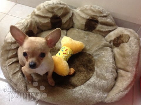 Packo (Aka Inch) - Chihuahua, Referencias de Euro Puppy desde United Arab Emirates