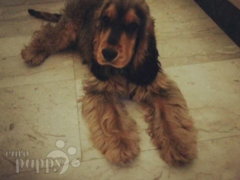 Chance (aka Bailey) - Cocker Spaniel Inglés, Referencias de Euro Puppy desde Qatar