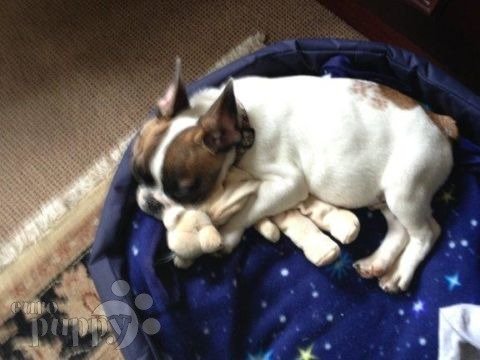 DEXTER (NEE ATTALA) - Bulldog Francés, Euro Puppy review from South Africa
