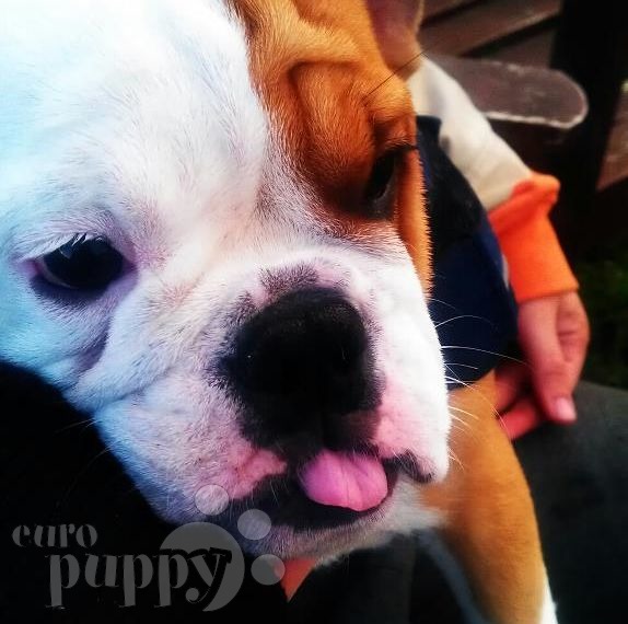 Duffy (London) - Bulldog Inglés, Referencias de Euro Puppy desde Norway