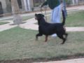 Orsi - Rottweiler, Euro Puppy review from Saudi Arabia