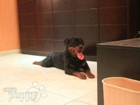 Orsi - Rottweiler, Euro Puppy Referenzen aus Saudi Arabia