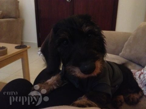 Freud - Dachshund, Euro Puppy review from Bahrain