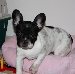 Lulu (aka Mignon) - French Bulldog, Euro Puppy review from United Arab Emirates