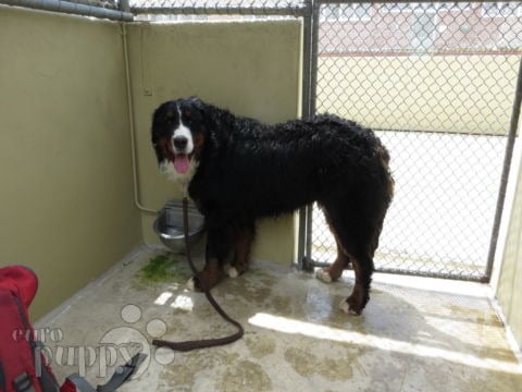 Harvard - Bernese Mountain Dog, Euro Puppy review from Australia