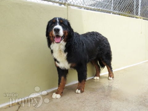 Harvard - Bernese Mountain Dog, Euro Puppy review from Australia