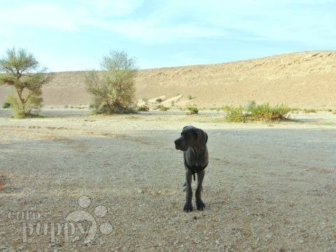 Giyon - Deutsche Dogge, Euro Puppy review from Saudi Arabia