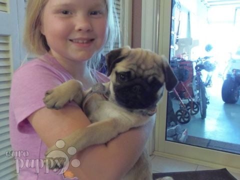 Golden Eye - Pug, Euro Puppy review from Bahrain